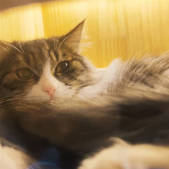 拾贰撸猫馆·猫咖猫舍:郑州市中牟县