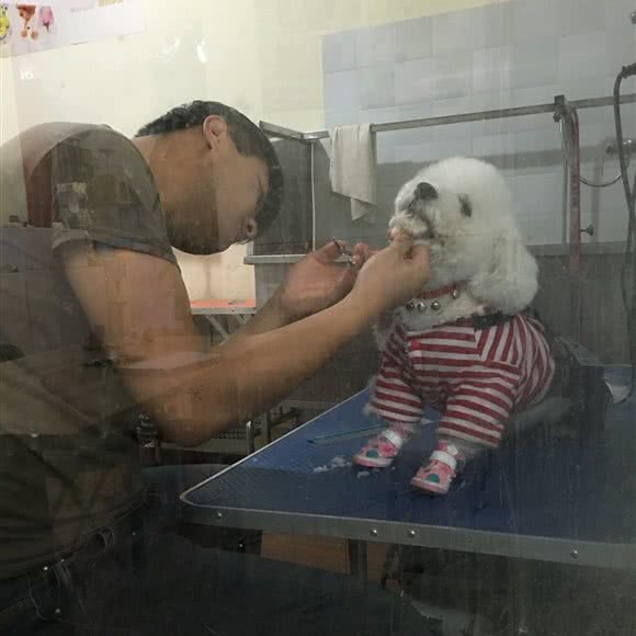 派多格宠物(金蕊苑店):包头市青山区青山保利附近