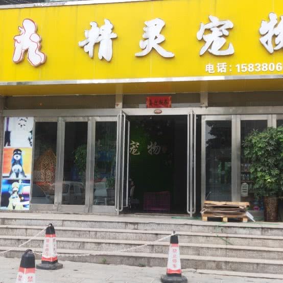 精灵宠物:郑州市荥阳市