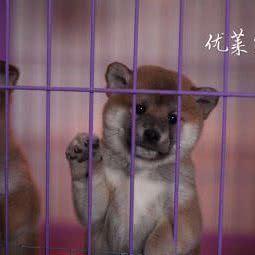 优莱柴犬 撸柴:郑州市荥阳市