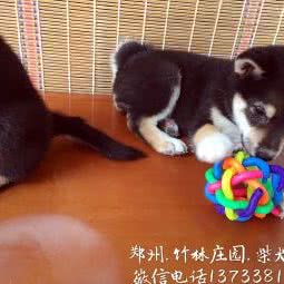 郑州竹林庄园柴犬犬舍:郑州市荥阳市