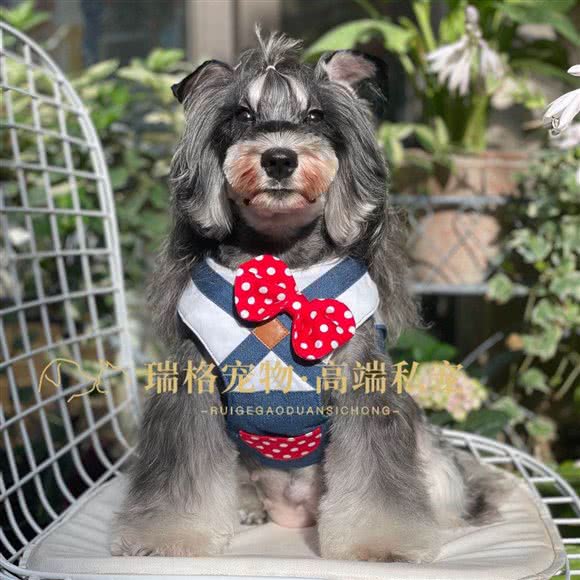 瑞格宠物·高端私宠:郑州市新密市