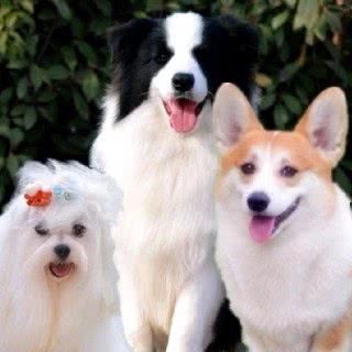 美润犬舍边牧柯基马尔济斯:郑州市新密市