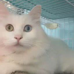 小王子宠物乐园(航空港区店):郑州市新郑市