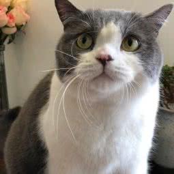 爱萌宠物:郑州市新郑市