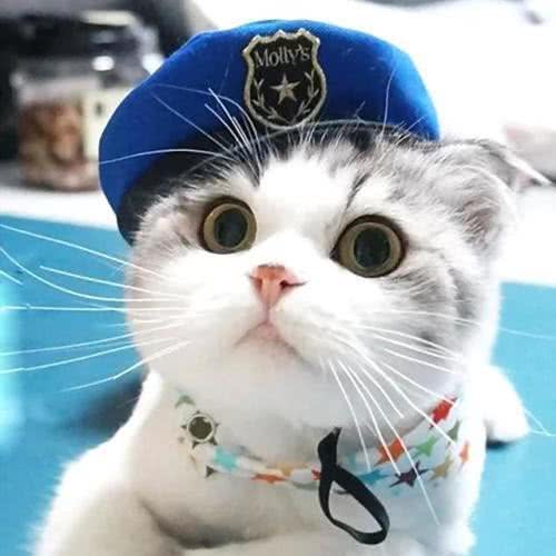 瑞云宠物乐园:包头市青山区青山保利附近