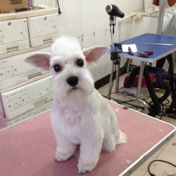 靓宠家园:包头市青山区松石雅居附近