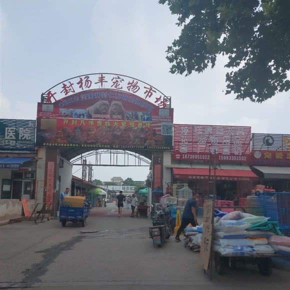 杨丰宠物市场:开封市顺河回族区