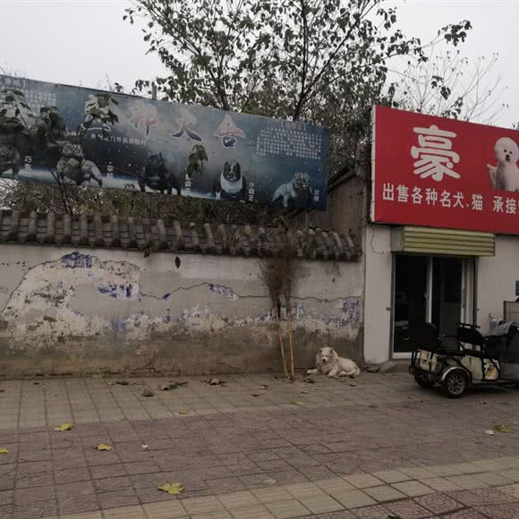 盛邦犬舍:开封市顺河回族区