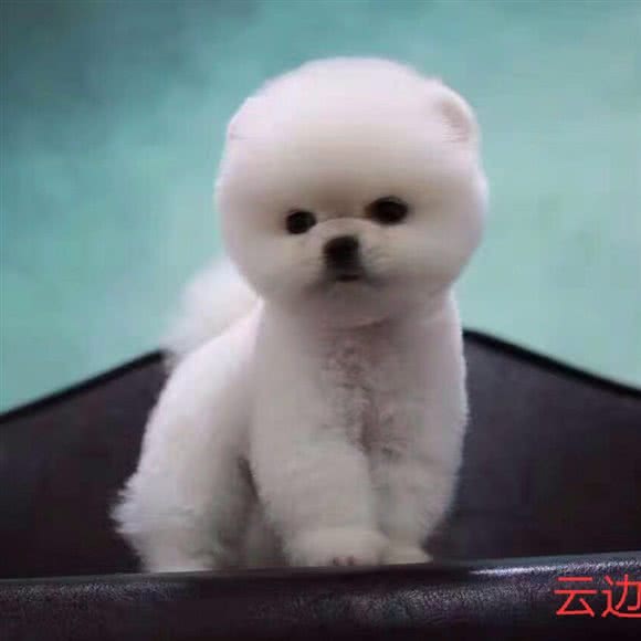 云边宠物店:洛阳市老城区