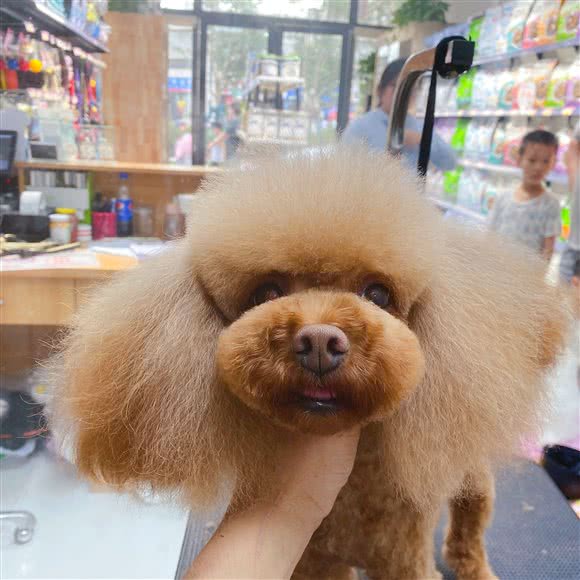 可萌宠物:洛阳市西工区