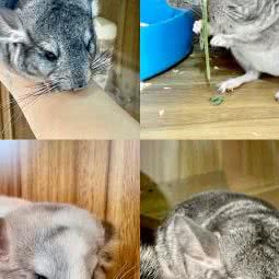 龙小猫:洛阳市瀍河回族区