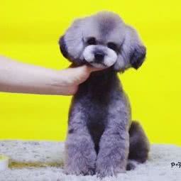 P仔高端私宠定制馆:洛阳市洛龙区