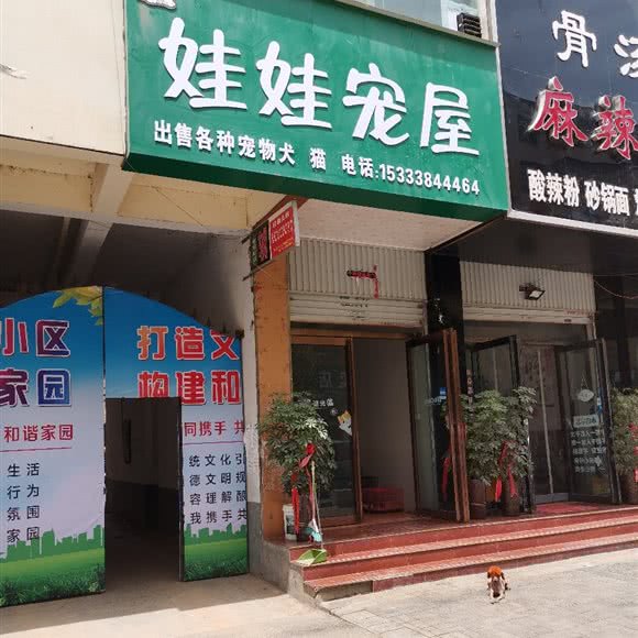 娃娃宠屋:洛阳市嵩县