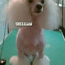 爱宠生活馆(乐业巷店):洛阳市嵩县