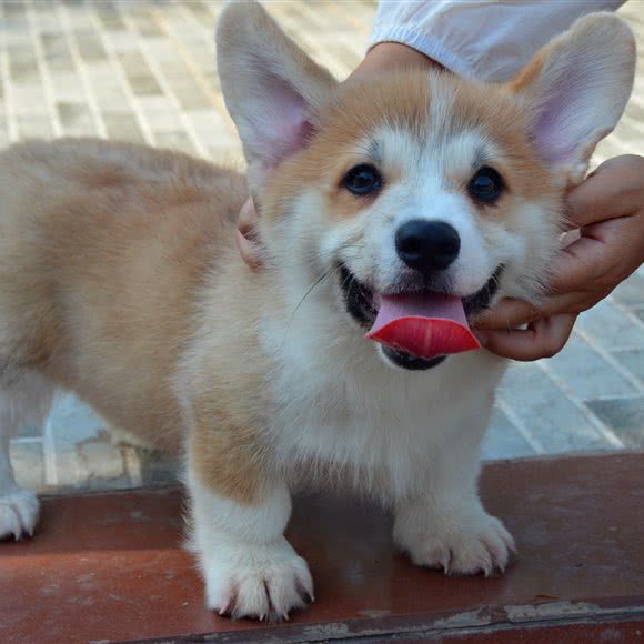 爱家馨犬舍:洛阳市宜阳县