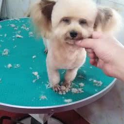 金戈宠物俱乐部:平顶山市宝丰县