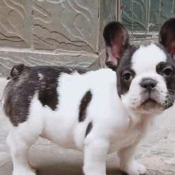 阿猫阿狗宠物生活馆:安阳市滑县