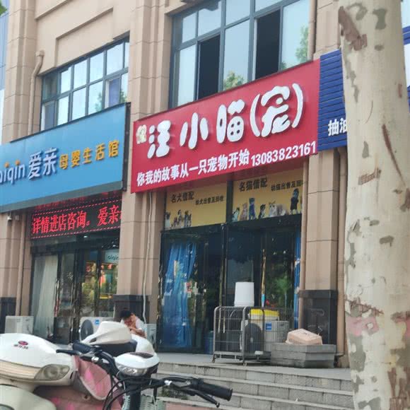 汪小喵(宠):新乡市获嘉县