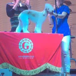 爱博宠物:焦作市博爱县