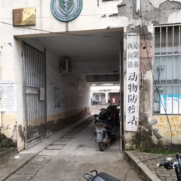 沁阳市西向镇动物防疫站:焦作市沁阳市