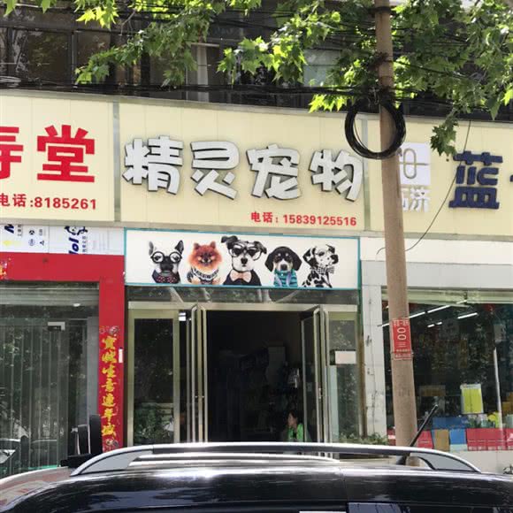 精灵宠物:焦作市孟州市