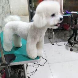 宠尚宠物生活馆:濮阳市南乐县