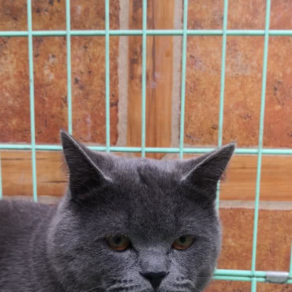 爱宠有家宠物超市(西区米兰春天五分店):许昌市禹州市