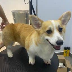 PETKIT小佩宠物:许昌市长葛市