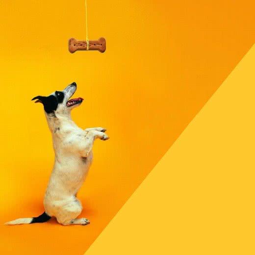 汤姆狗爱宠:漯河市临颍县