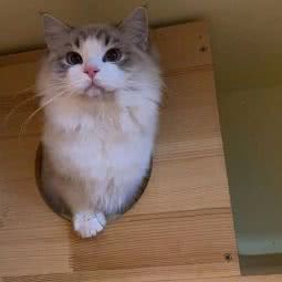 森菲猫舍宠物店:北京城区朝阳区高碑店附近