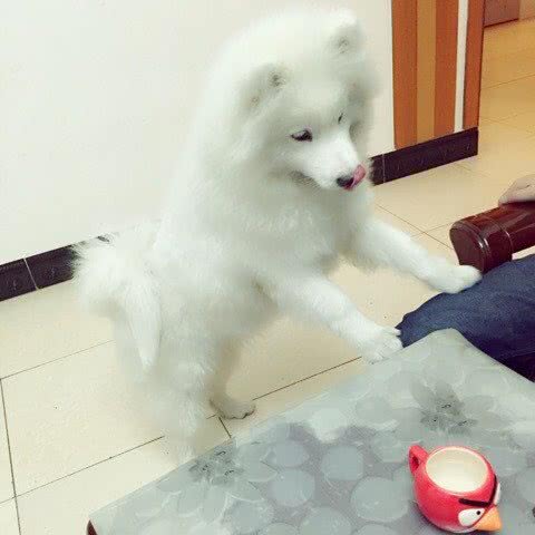 萌菓宠物:赤峰市红山区火花路附近