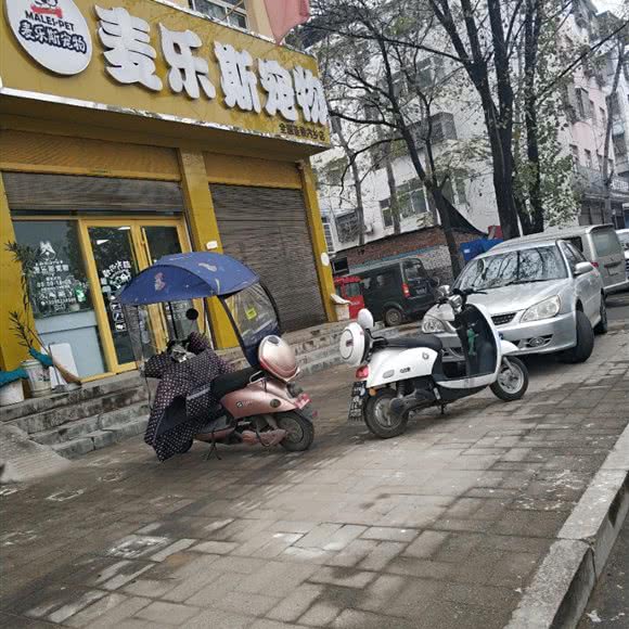 麦乐斯宠物(内乡店):南阳市内乡县