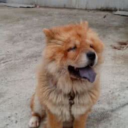 冬哥犬舍:南阳市邓州市