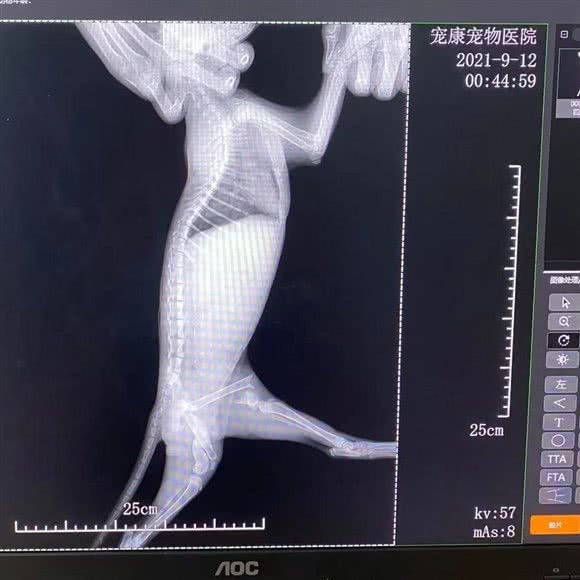 宠乐爱宠物门诊(邓州店):南阳市邓州市