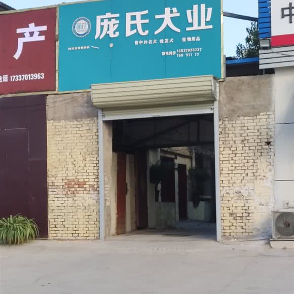 庞氏犬业:商丘市睢阳区