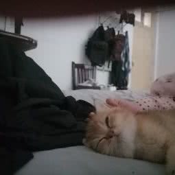 博爱宠物:商丘市睢阳区