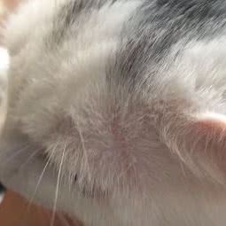 大脸猫宠物会所:商丘市永城市