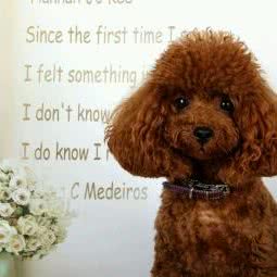 阳阳爱宠屋:商丘市永城市