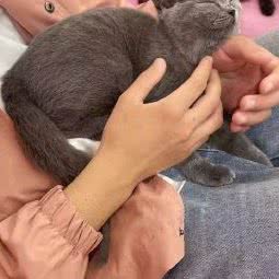 宋先生的撸猫馆:商丘市永城市