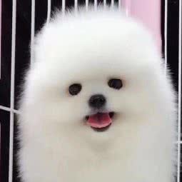 宠屋:信阳市光山县