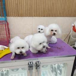 萌宠之家(沈丘店):周口市沈丘县