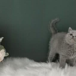 阿娇and猫舍:周口市郸城县