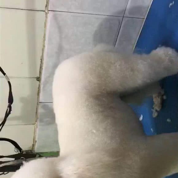 大嘴猴子宠物店:周口市太康县