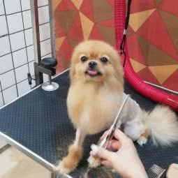 汪小喵宠物狗生活馆:驻马店市上蔡县