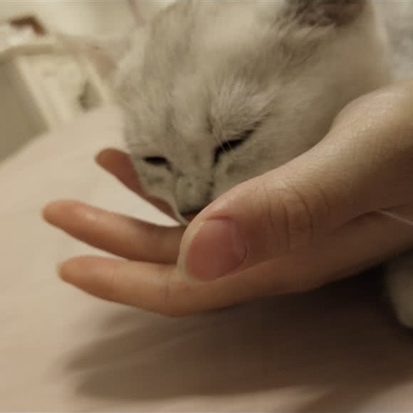 浅巷·猫馆:驻马店市上蔡县