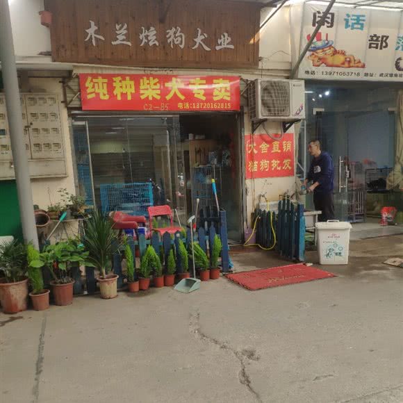 木兰炫狗犬业:武汉市江岸区