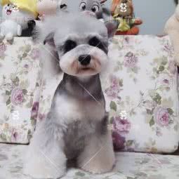 海域萌宠:武汉市武昌区