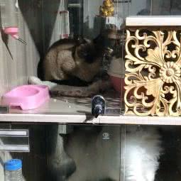 酷迪宠物乐园(十二橡树庄园店):武汉市江夏区