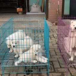 宠物之家(木兰大街店):武汉市黄陂区